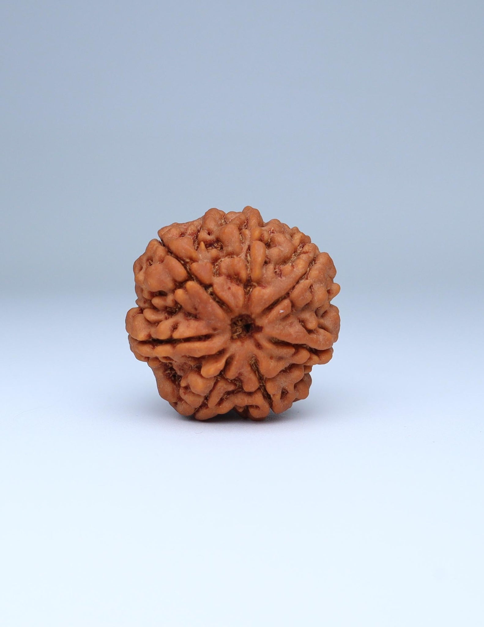 7 Mukhi Nepali Rudraksha