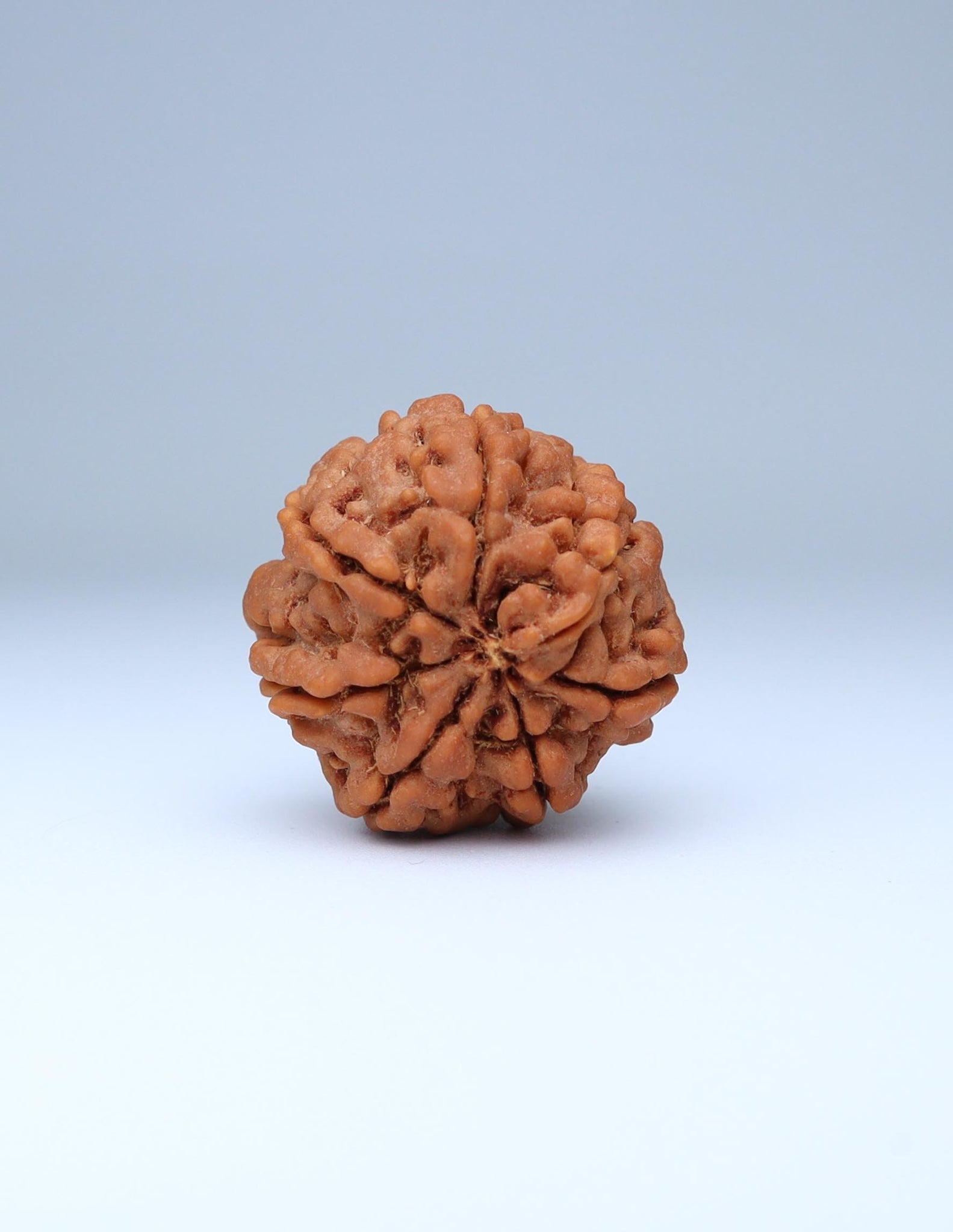 7 Mukhi Nepali Rudraksha