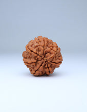 7 Mukhi Nepali Rudraksha