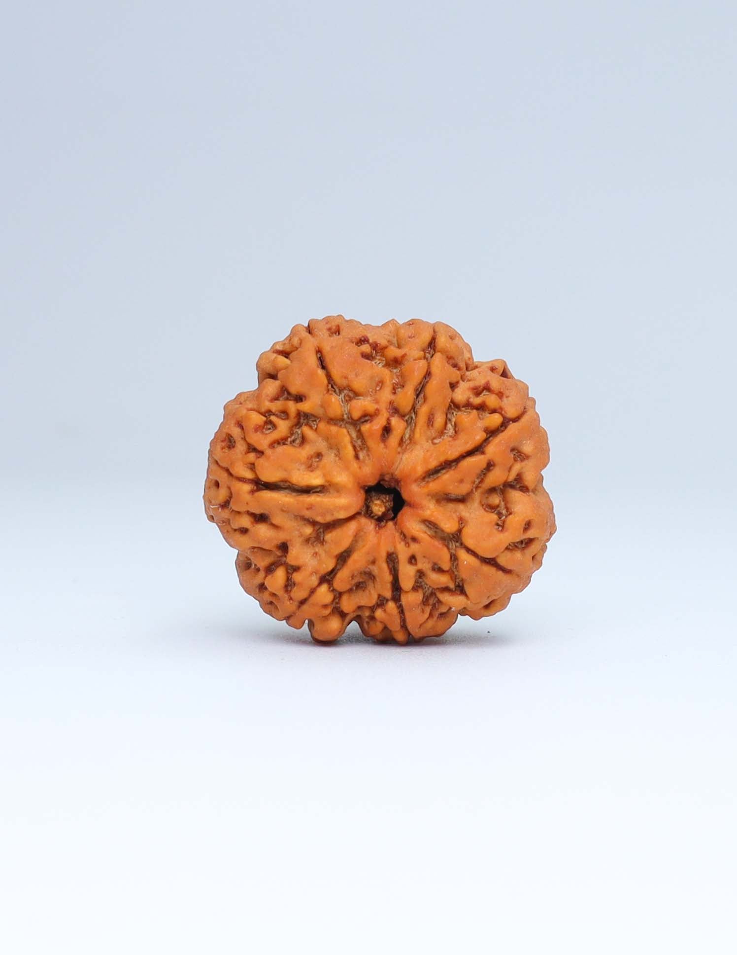 7 Mukhi Nepali Rudraksha