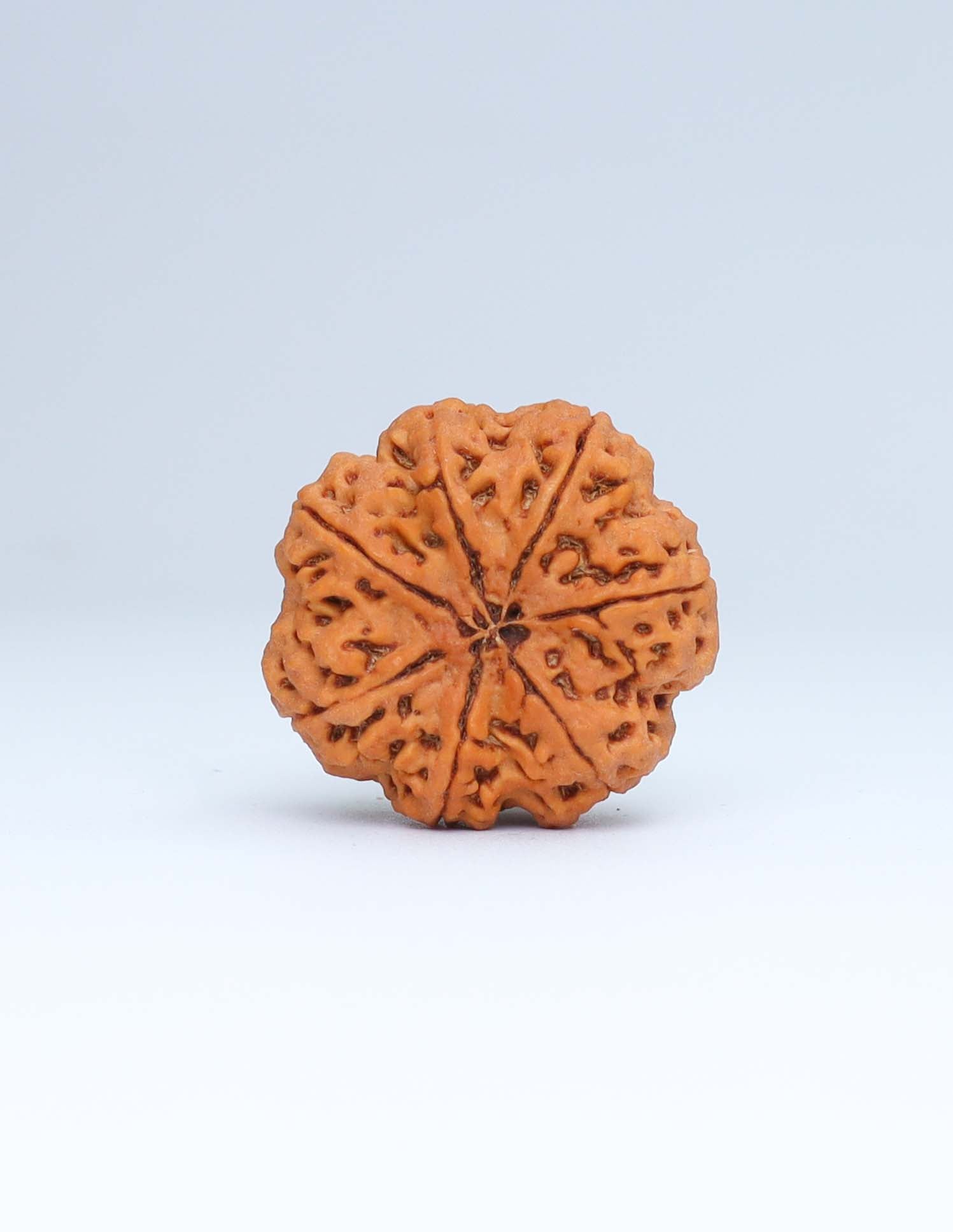 7 Mukhi Nepali Rudraksha