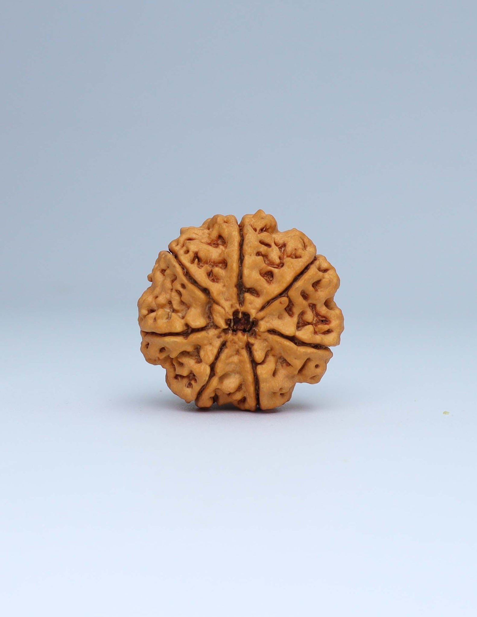 7 Mukhi Nepali Rudraksha