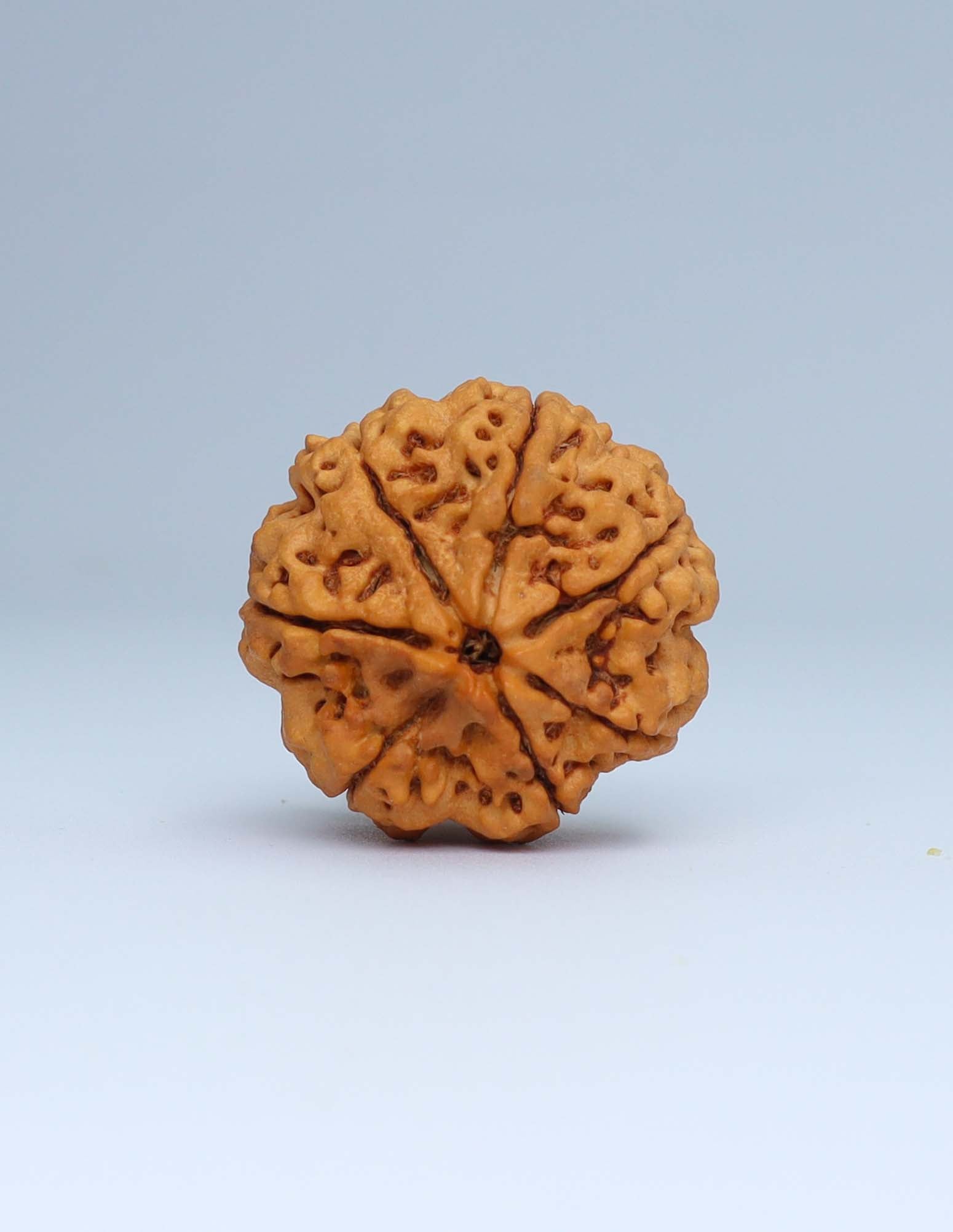 7 Mukhi Nepali Rudraksha