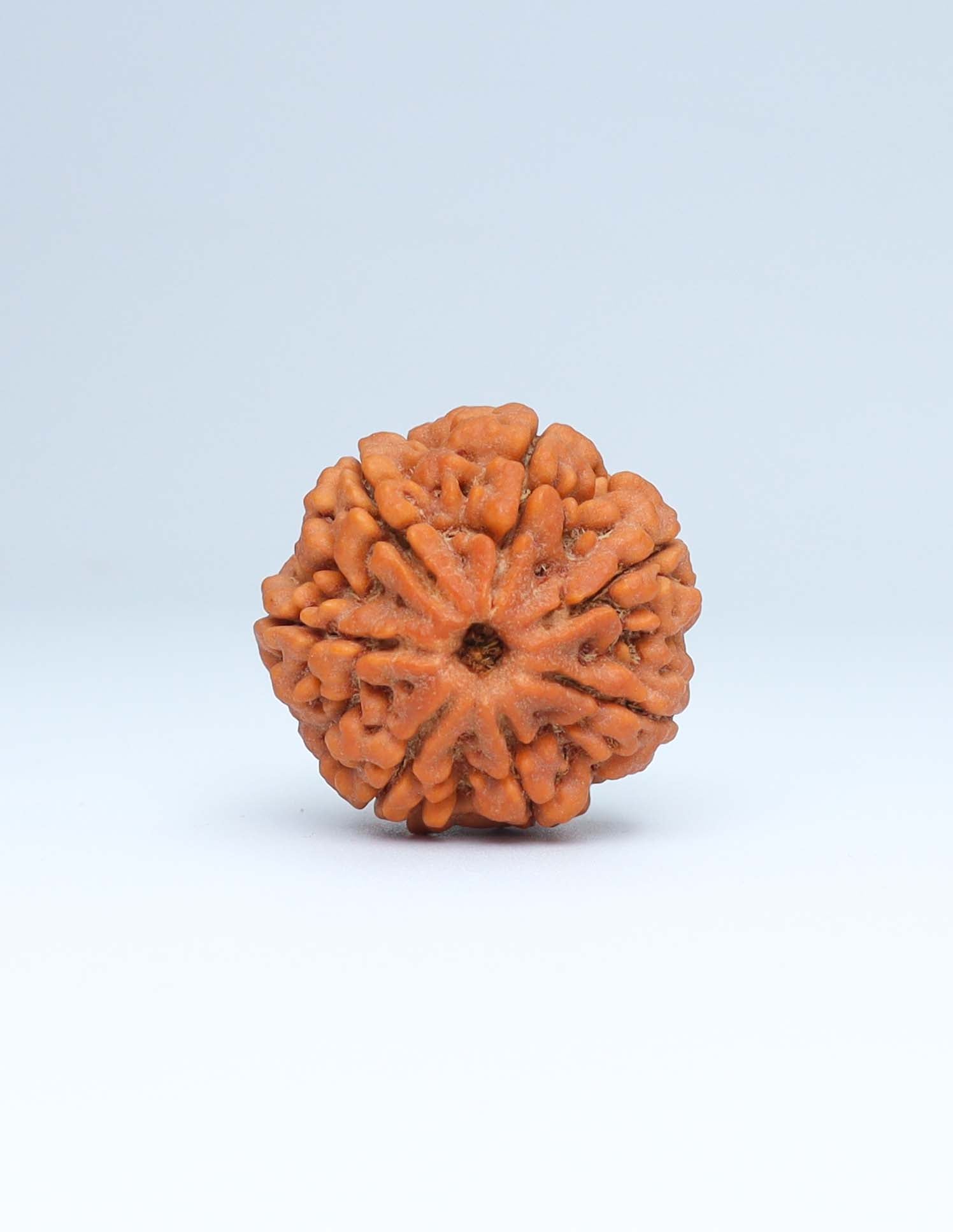 7 Mukhi Nepali Rudraksha