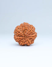 7 Mukhi Nepali Rudraksha