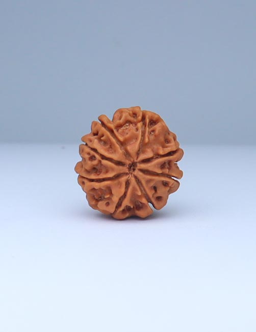 8 Mukhi Nepali Rudraksha