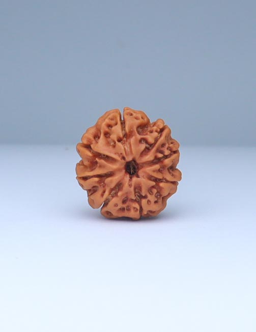 8 Mukhi Nepali Rudraksha