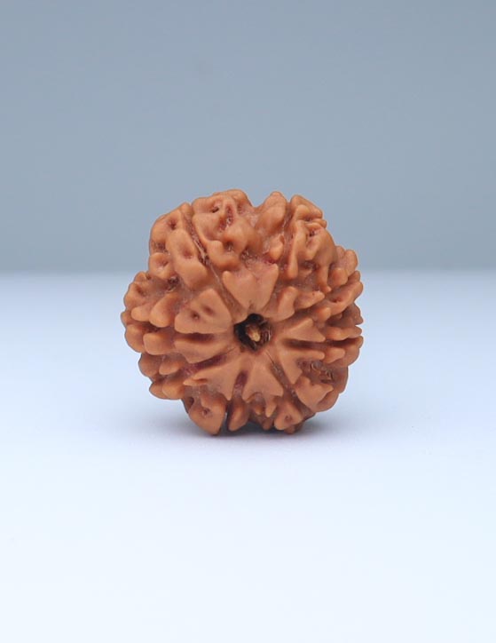 8 Mukhi Nepali Rudraksha