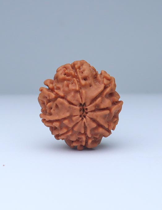 8 Mukhi Nepali Rudraksha