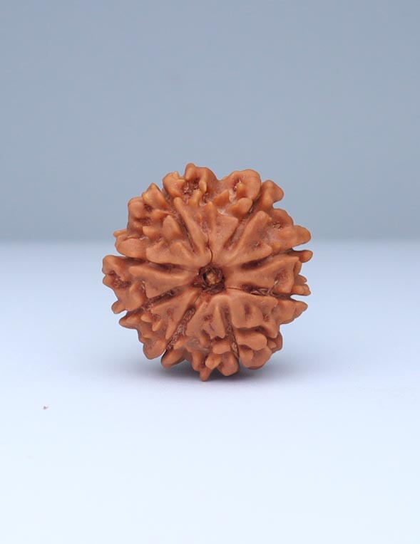 8 Mukhi Nepali Rudraksha