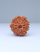 8 Mukhi Nepali Rudraksha