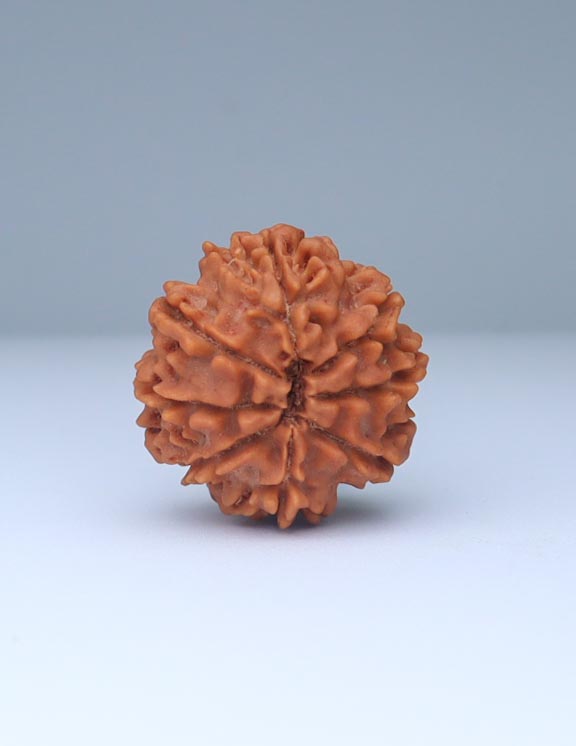 8 Mukhi Nepali Rudraksha