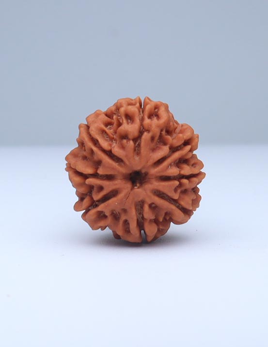 8 Mukhi Nepali Rudraksha