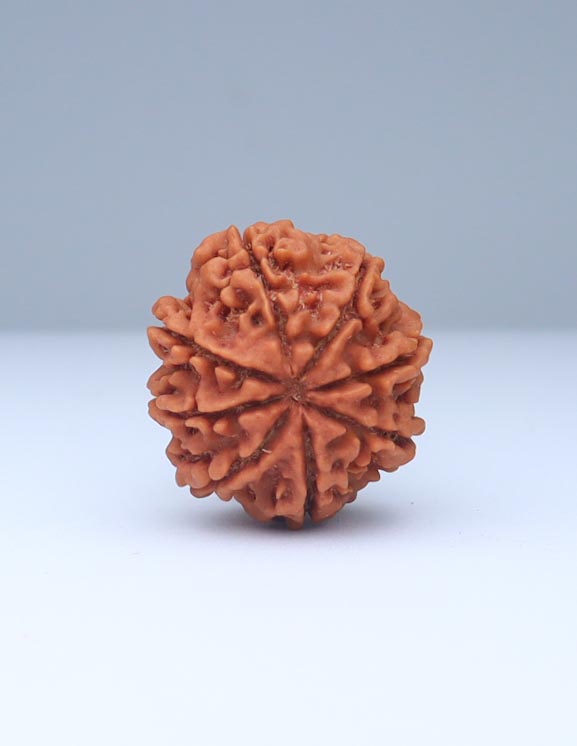 8 Mukhi Nepali Rudraksha