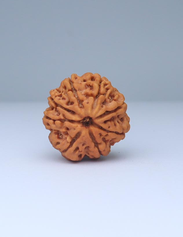 8 Mukhi Nepali Rudraksha