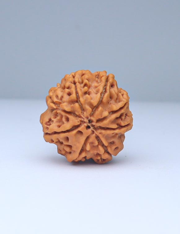 8 Mukhi Nepali Rudraksha