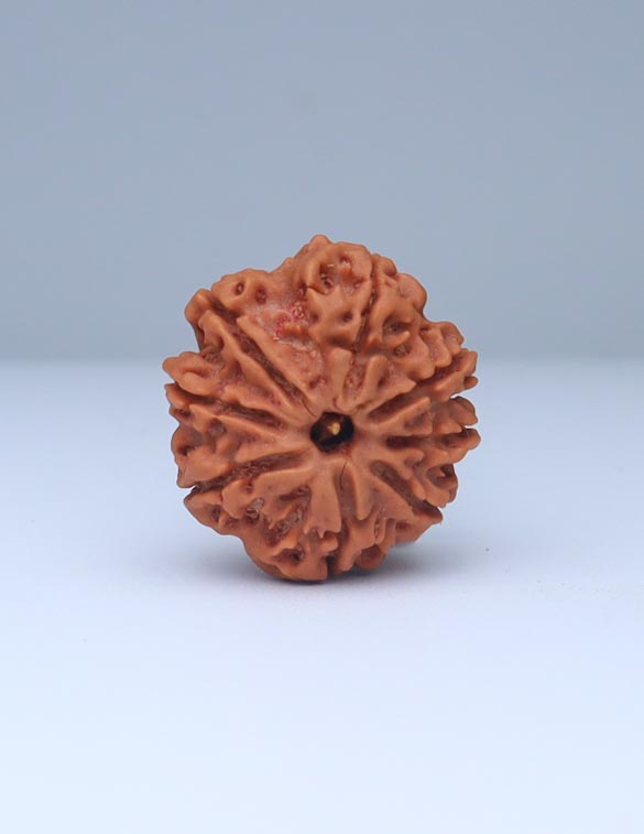 8 Mukhi Nepali Rudraksha