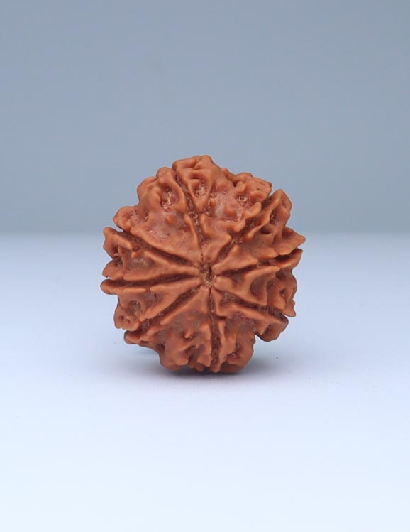 8 Mukhi Nepali Rudraksha