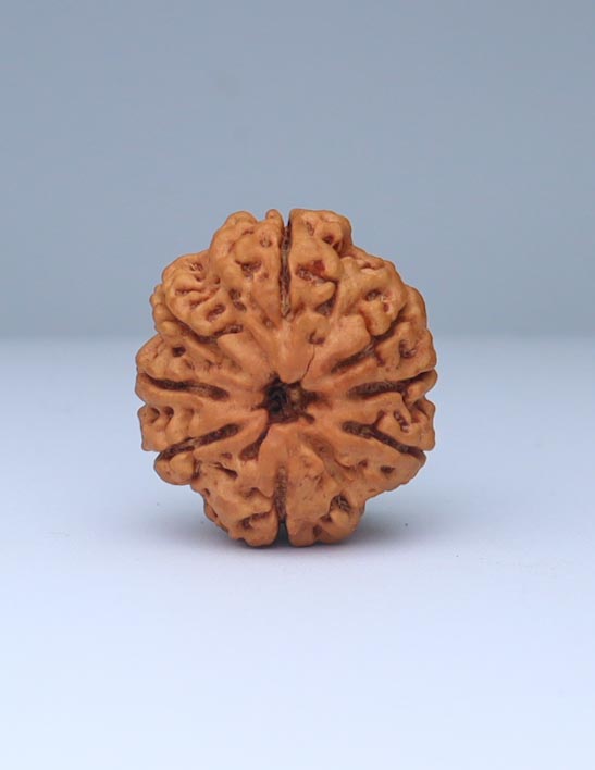 8 Mukhi Nepali Rudraksha