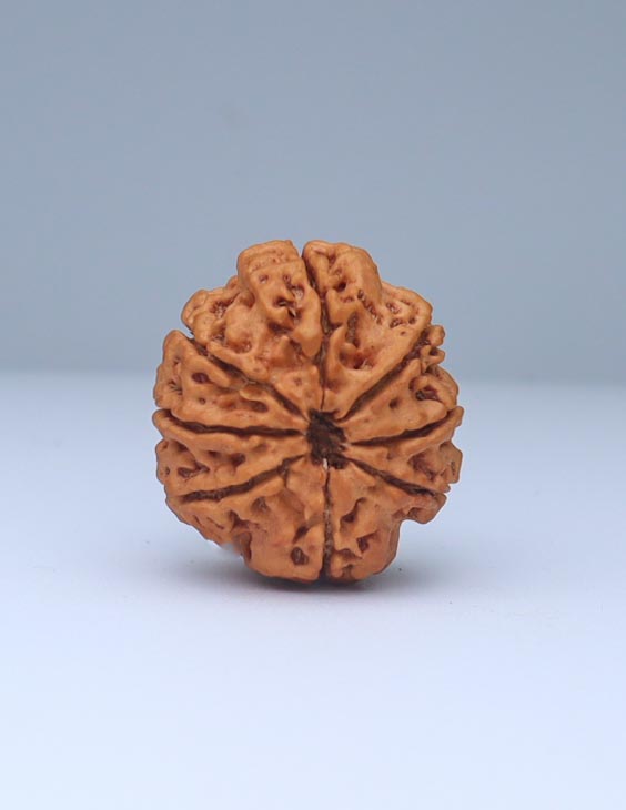 8 Mukhi Nepali Rudraksha