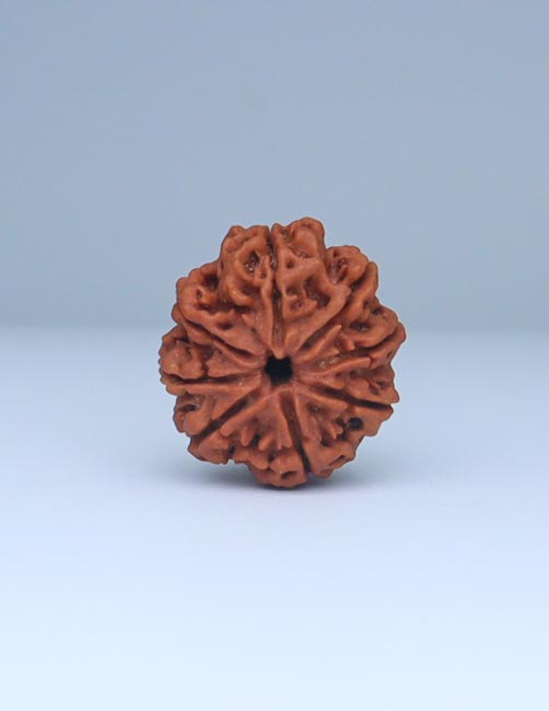 8 Mukhi Nepali Rudraksha