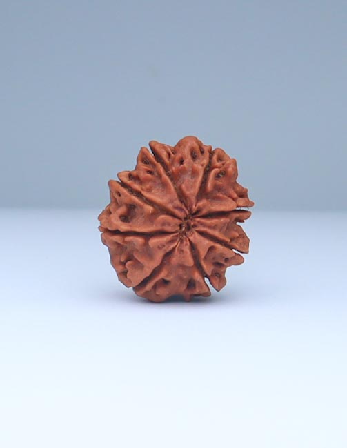 8 Mukhi Nepali Rudraksha