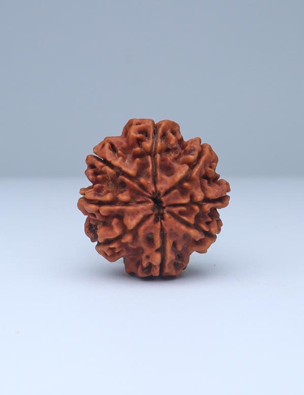 8 Mukhi Nepali Rudraksha