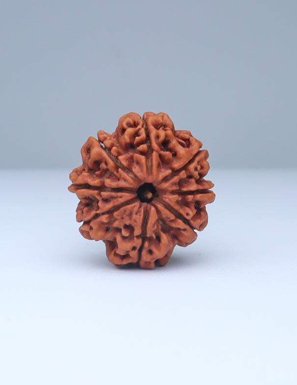 8 Mukhi Nepali Rudraksha