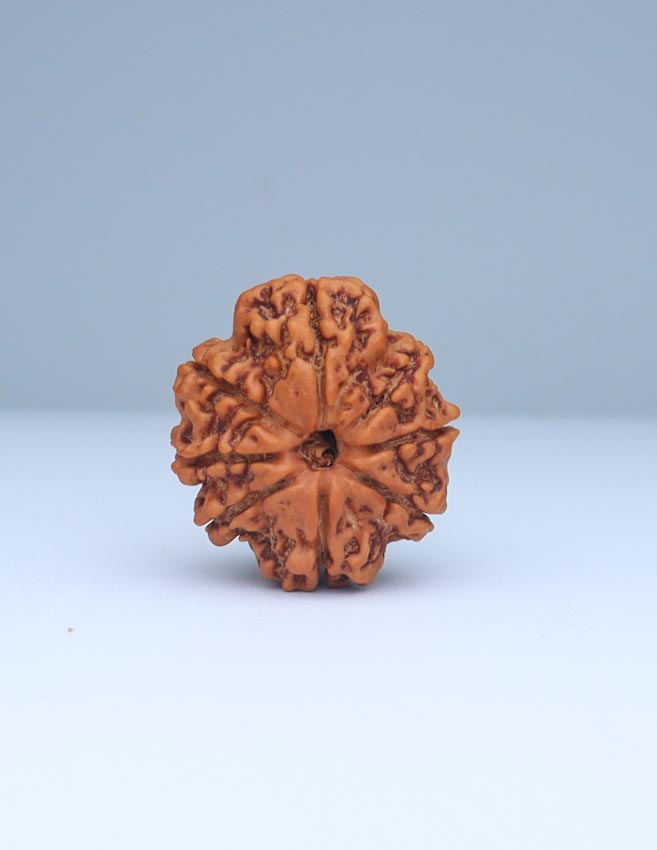 8 Mukhi Nepali Rudraksha