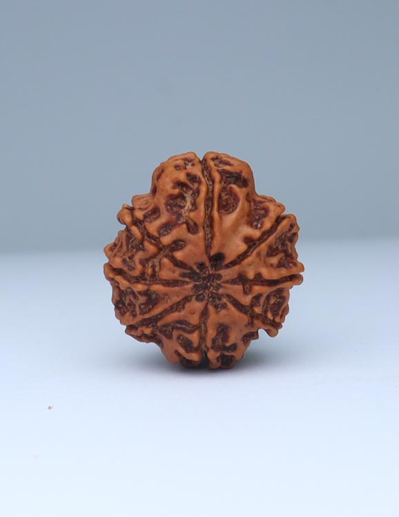 8 Mukhi Nepali Rudraksha