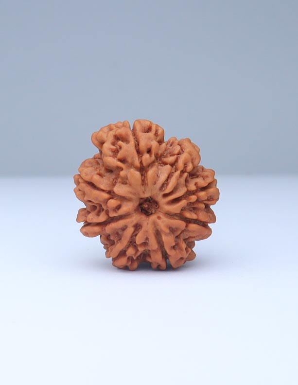 8 Mukhi Nepali Rudraksha