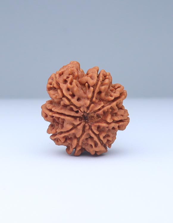 8 Mukhi Nepali Rudraksha