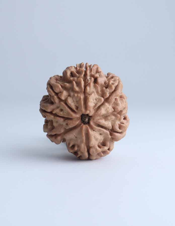 8 Mukhi Nepali Rudraksha