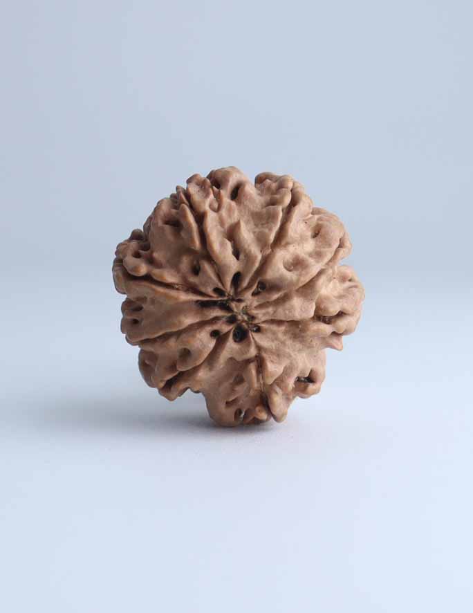 8 Mukhi Nepali Rudraksha