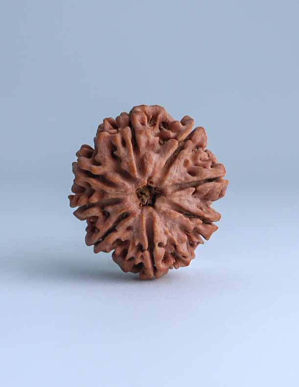 8 Mukhi Nepali Rudraksha