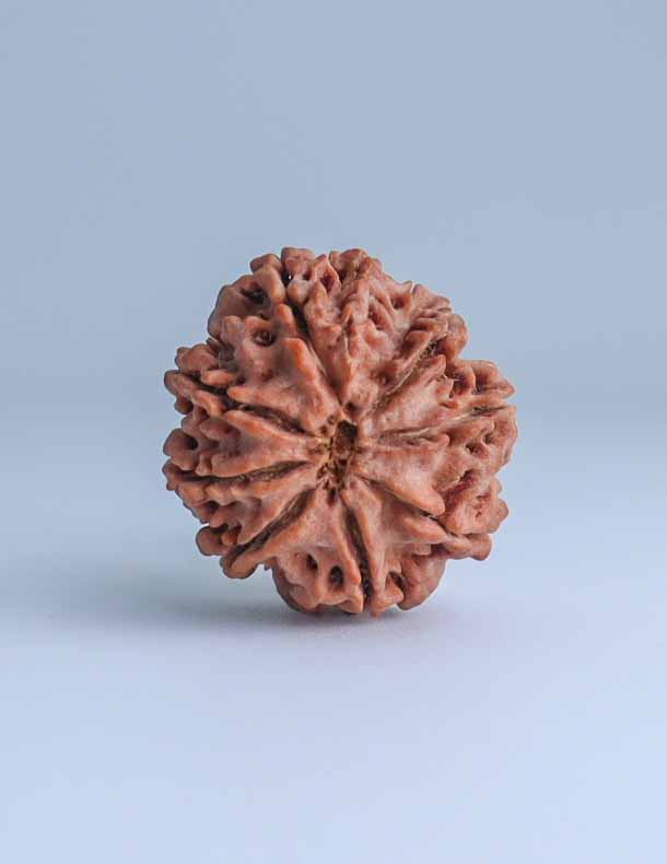 8 Mukhi Nepali Rudraksha