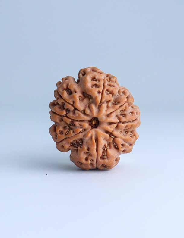 8 Mukhi Nepali Rudraksha