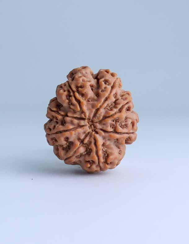 8 Mukhi Nepali Rudraksha