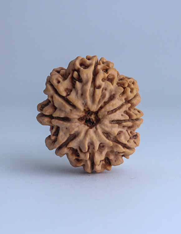 8 Mukhi Nepali Rudraksha