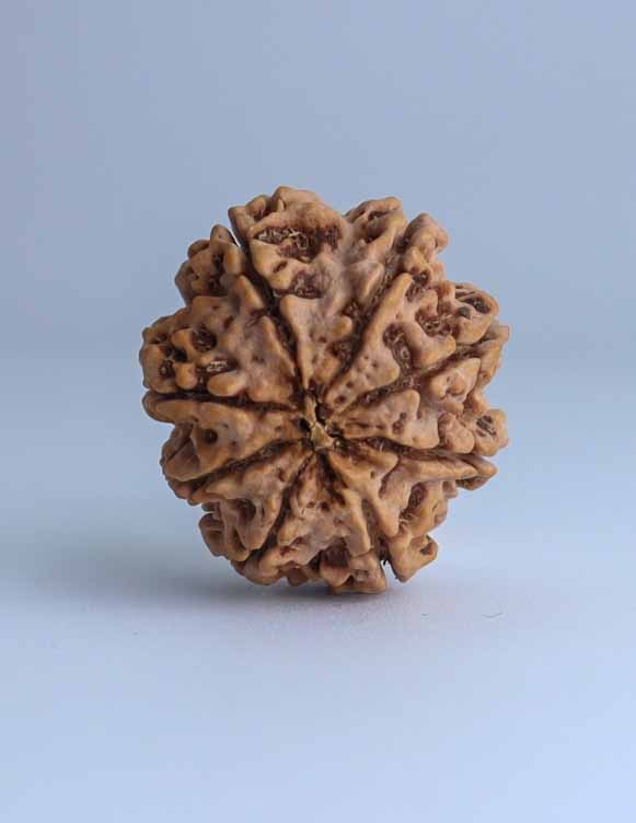 8 Mukhi Nepali Rudraksha