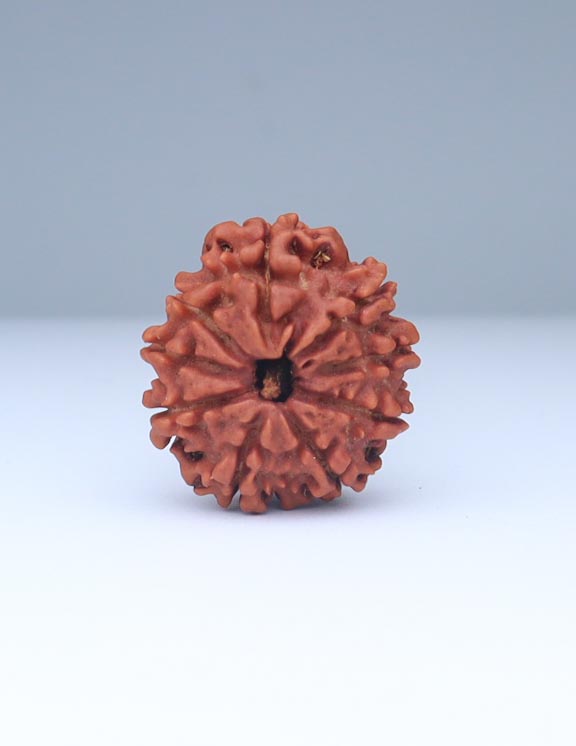 9 Mukhi Nepali Rudraksha