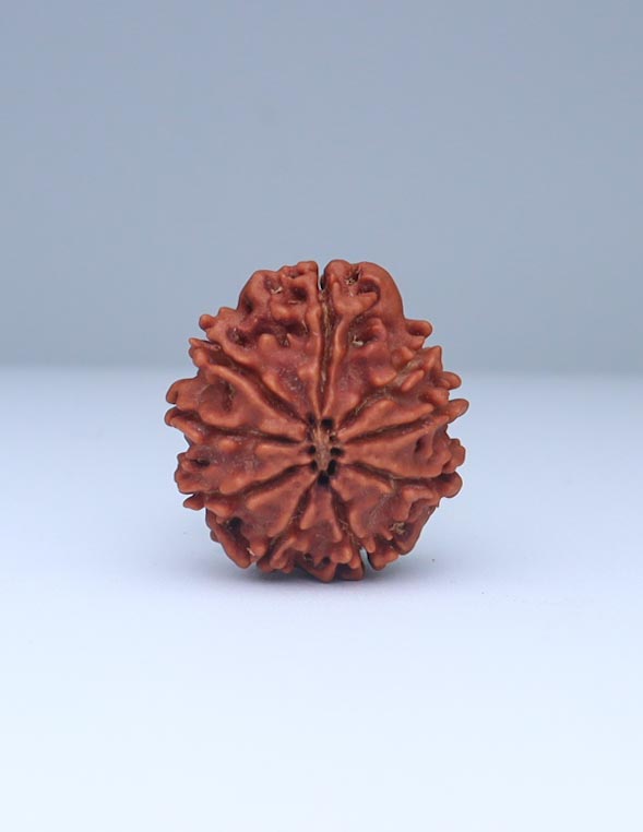 9 Mukhi Nepali Rudraksha