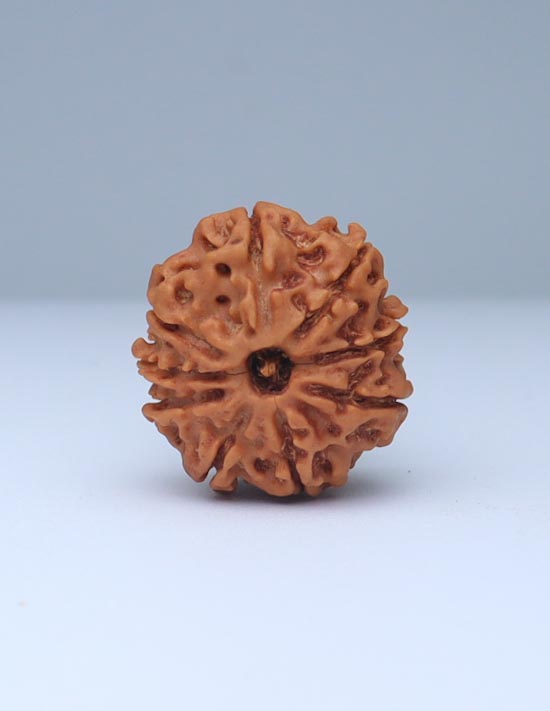 9 Mukhi Nepali Rudraksha