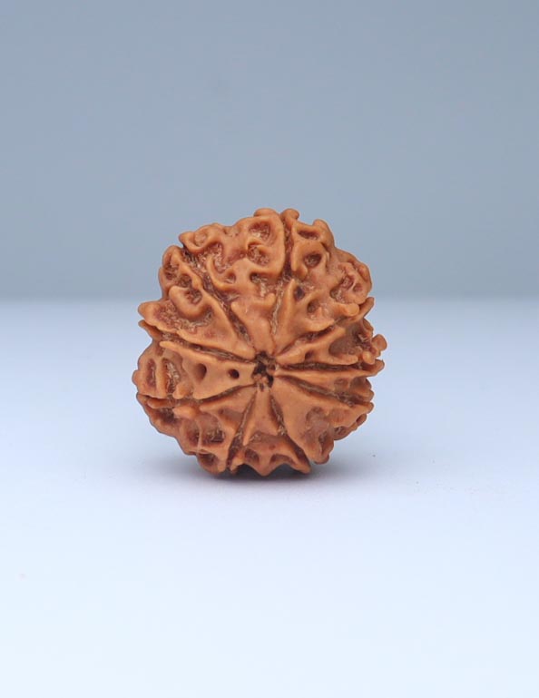 9 Mukhi Nepali Rudraksha