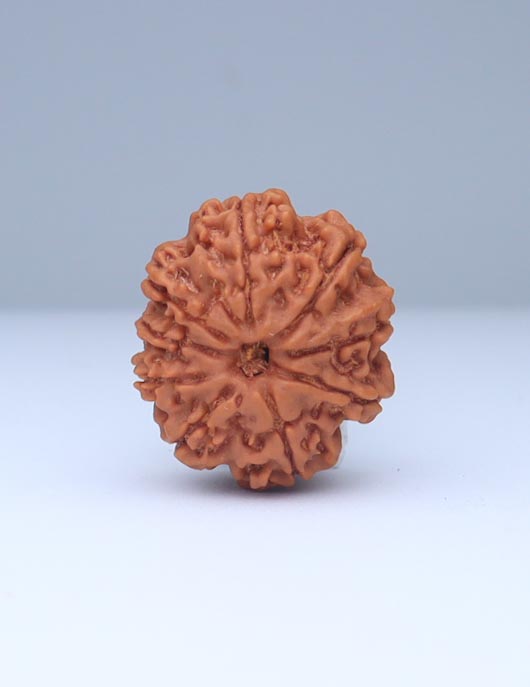 9 Mukhi Nepali Rudraksha