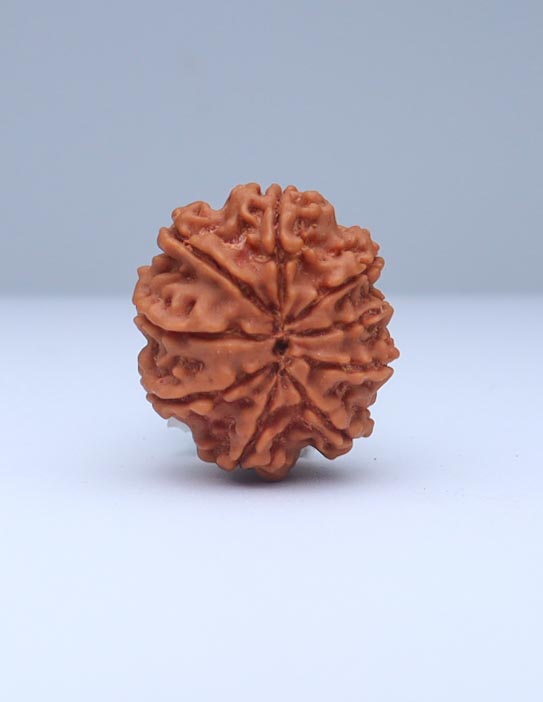 9 Mukhi Nepali Rudraksha