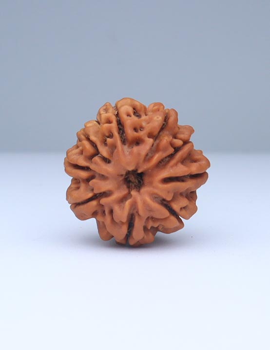 9 Mukhi Nepali Rudraksha