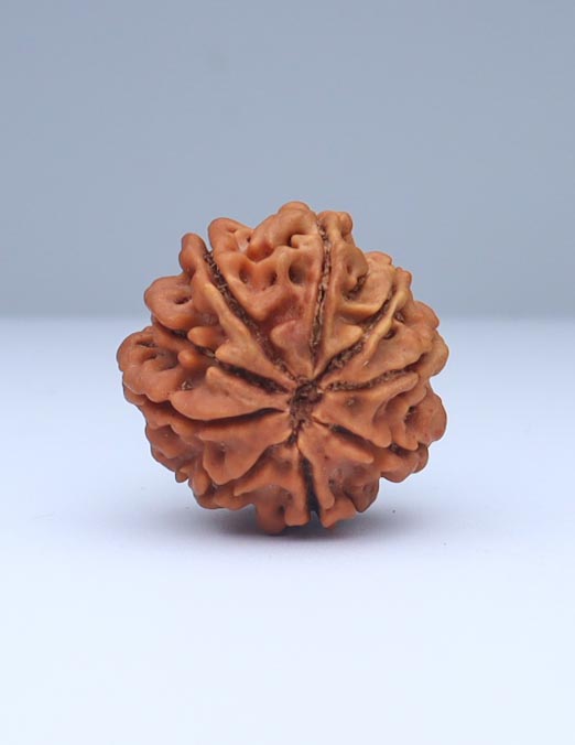 9 Mukhi Nepali Rudraksha