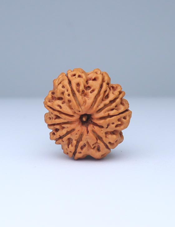 9 Mukhi Nepali Rudraksha