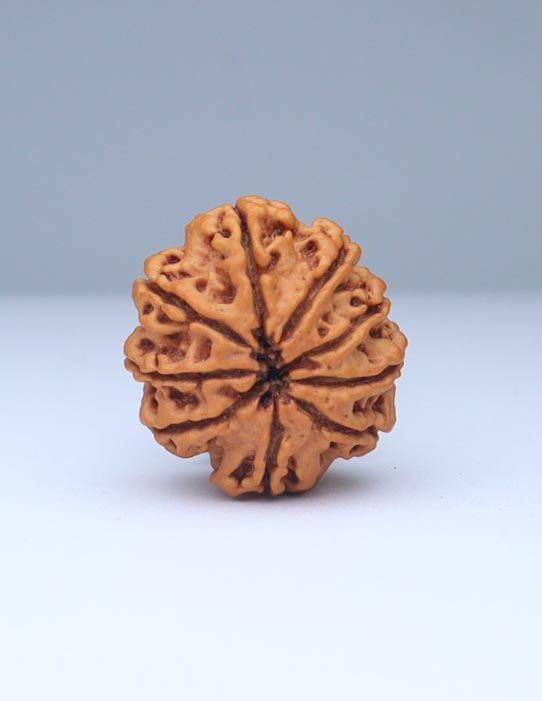 9 Mukhi Nepali Rudraksha